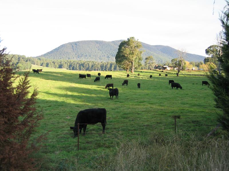 Marysville - Marysville Road between Marysville and Narbethong: Grazing cows