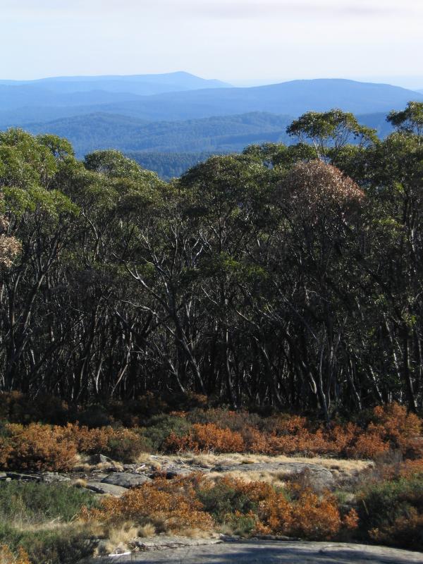 Marysville - Lake Mountain alpine resort: View at Marysville lookout