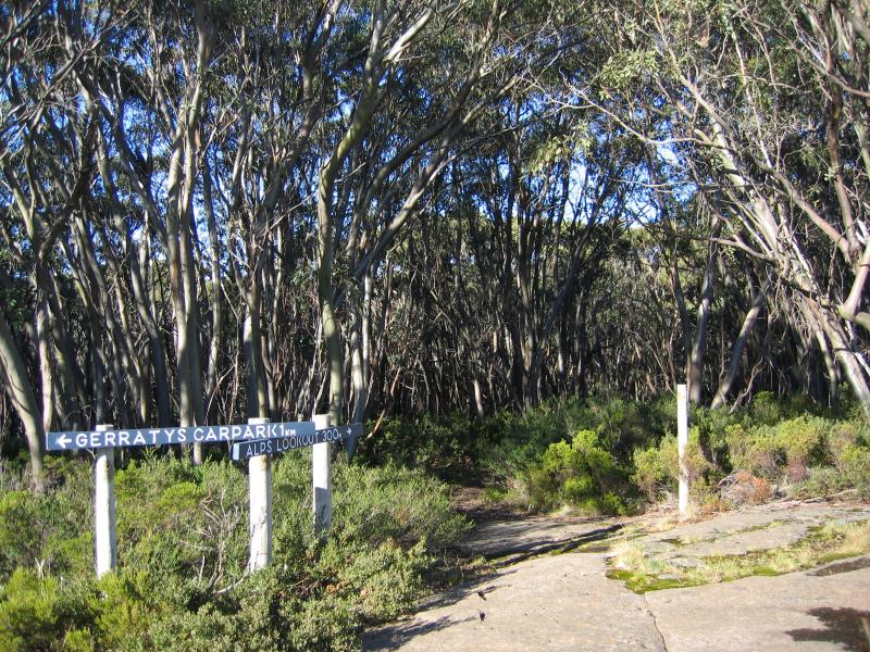 Marysville - Lake Mountain alpine resort: Walking track to Alps lookout at summit