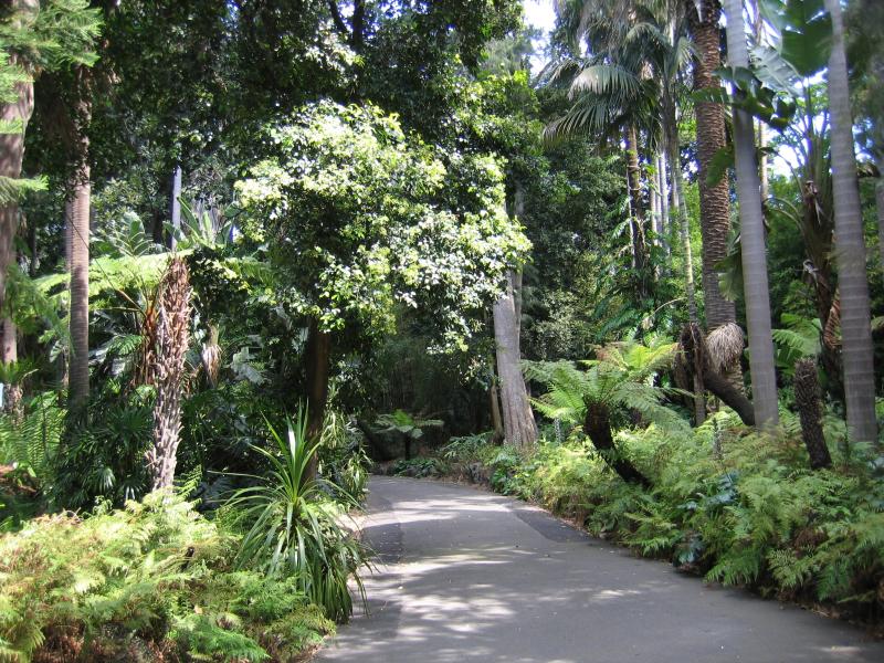 Melbourne CBD - Royal Botanic Gardens: Path through rain forest