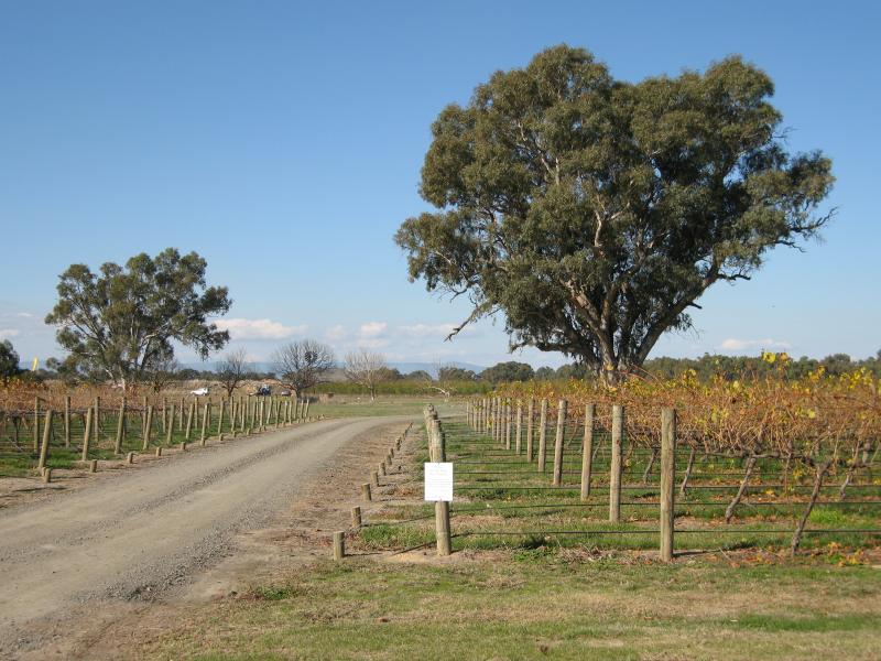 Milawa - Brown Brothers Milawa Vineyard, Bobinawarrah Road: Vineyards along Bobinawarrah Rd
