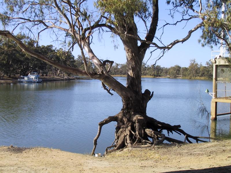 Mildura - Kings Billabong: Murray River at Psyche Bend