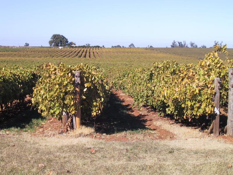 Mildura - Red Cliffs, wine growing areas: Vineyard, Pumps Rd