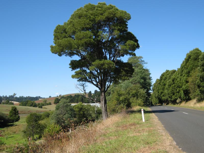 Mirboo North - Outskirts of Mirboo North, Grand Ridge Road East - View east along Grand Ridge Road East near Old Nicholls Rd