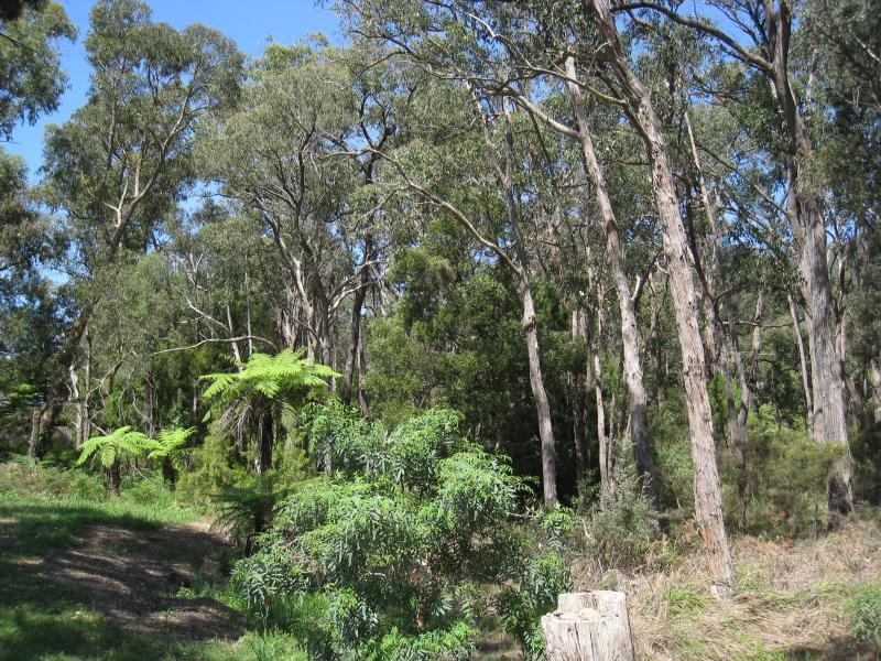 Montrose - Montrose Recreation Reserve, Mt Dandenong Tourist Road: Native bush beside main oval
