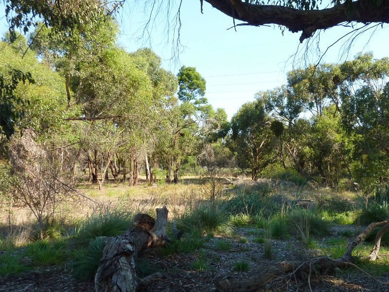Morwell - Eric Lubcke Yarra Gum Reserve, end of Maryvale Crescent: View through reserve