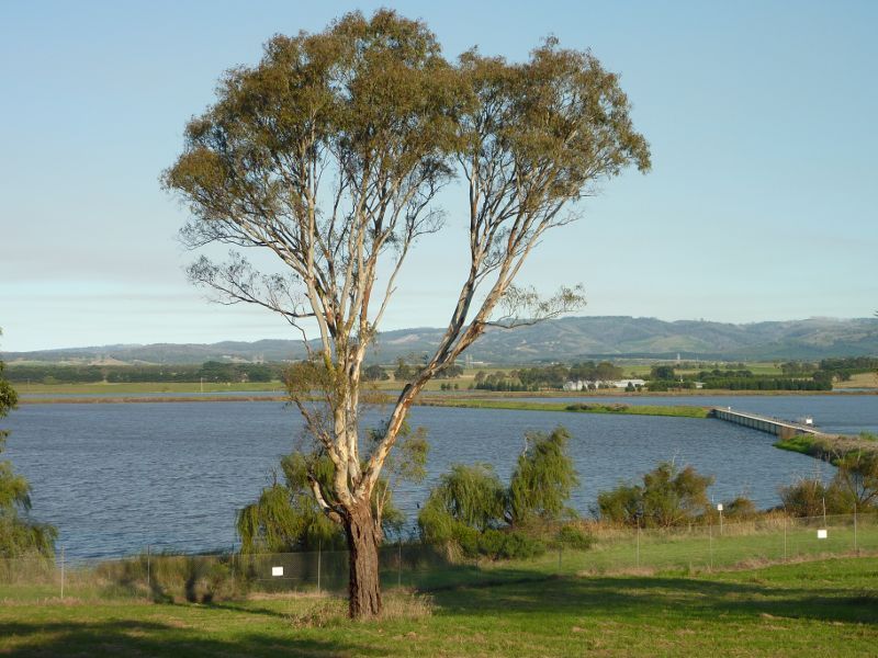 Morwell - Northern side of Hazelwood Pondage: South-easterly view across Hazelwood Pondage from Yinnar Rd