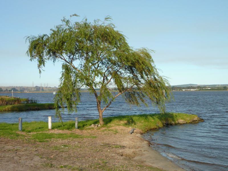 Morwell - Hazelwood Pondage at power boat launching area, Yinnar Road: View across lake near boat ramp
