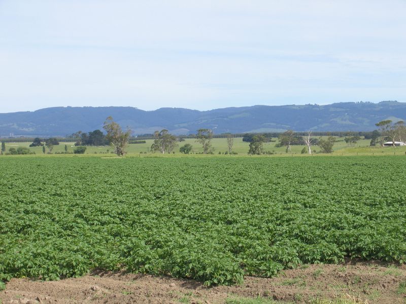 Morwell - Strzelecki Highway south-west of Morwell: View across potato fields, 6 km from Morwell