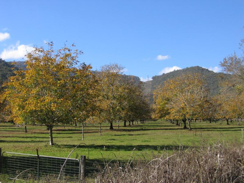 Mount Beauty - Bright-Tawonga Road between Germantown and Tawonga: Nut farm, 3 km east of Great Alpine Rd