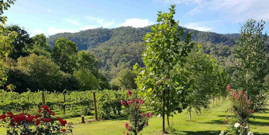 Annapurna Estate, Tawonga South