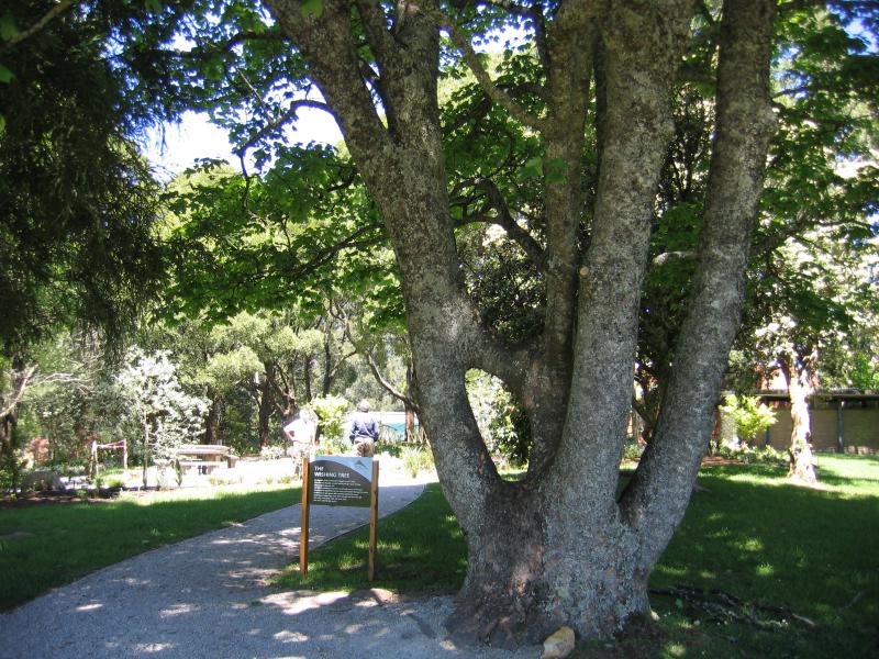 Mount Dandenong - Mount Dandenong Observatory, English Gardens: The Wishing Tree