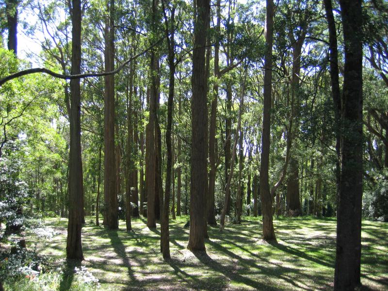 Mount Dandenong - Mount Dandenong Observatory, surroundings: Forest walk near Observatory Rd
