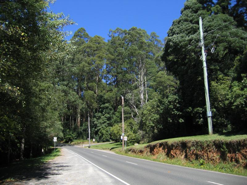 Mount Dandenong - Mount Dandenong Arboretum, Ridge Road: View south-west along Ridge Rd at Arboretum entrance