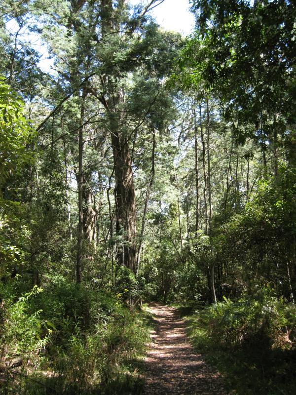 Mount Macedon - Sanatorium Lake and surrounds, Lions Head Road: View along walking trail near lake