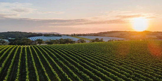 Dromana Estate, Tuerong