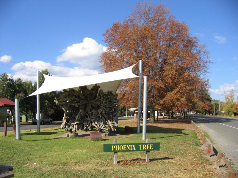 Myrtleford - Around Myrtleford: Phoenix Tree, Myrtle St west of Prince St