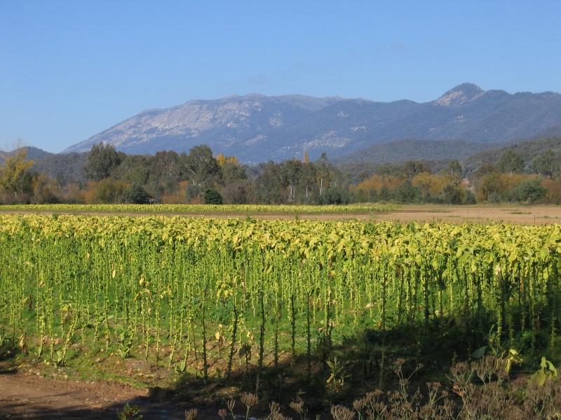 Myrtleford - Buffalo River Road: Tobacco fields, Lewis Av near Buffalo River Rd