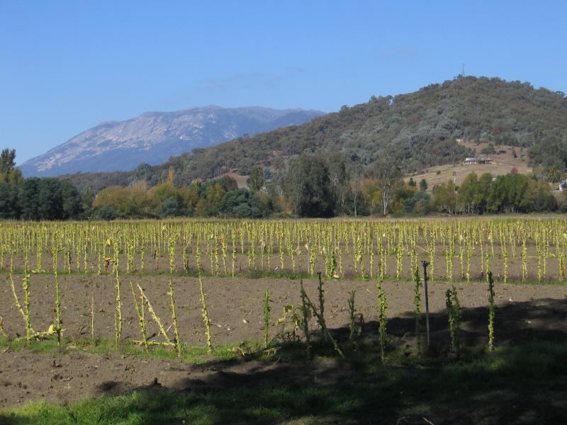 Myrtleford - Buffalo River Road: View east across tobacco fields, Buffalo River Rd near Ovens River
