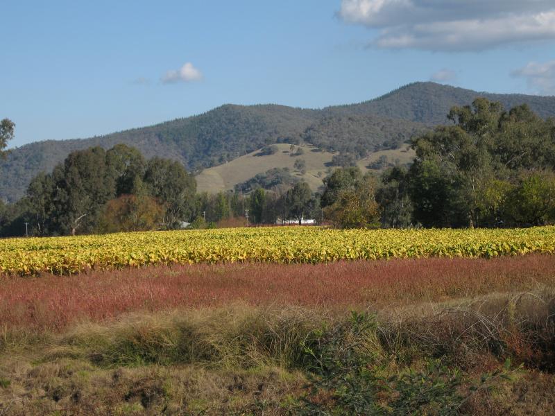 Myrtleford - Glenrowan Road (C522) near Great Alpine Road at Gapstead: Tobacco fields viewed from Glenrowan Rd