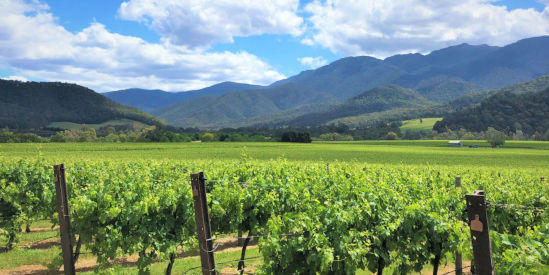 Michelini Wines, Myrtleford