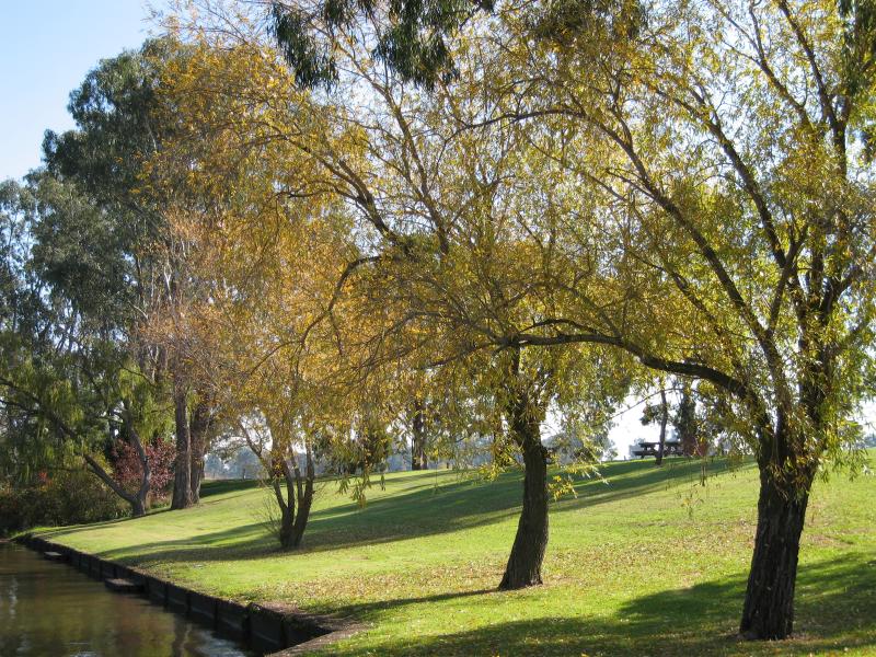 Nagambie - River Street Reserve, end of River Street: Shady banks of the lake and picnic area