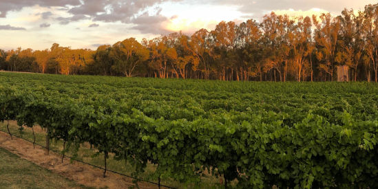 Longleat Wines, Murchison