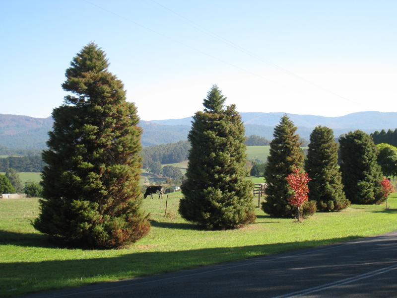 Neerim South - Main Neerim Road, southern side of town: North-westerly view, Main Neerim Rd north of Le Page Rd