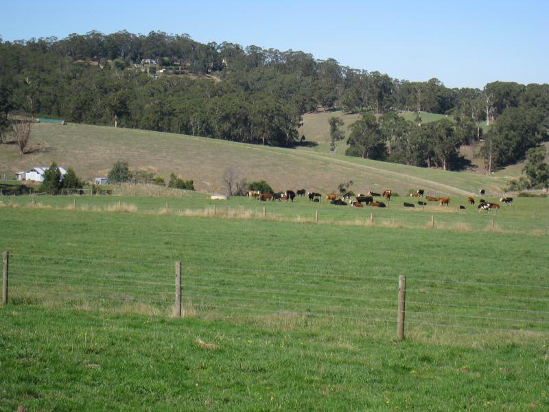 Neerim South - Tarago Reservoir Park: Easterly view, Reservoir Rd south of main car park