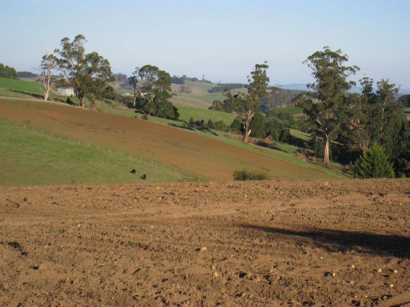 Neerim South - Small town of Neerim: South-easterly view across potato field, north of Neerim East Rd