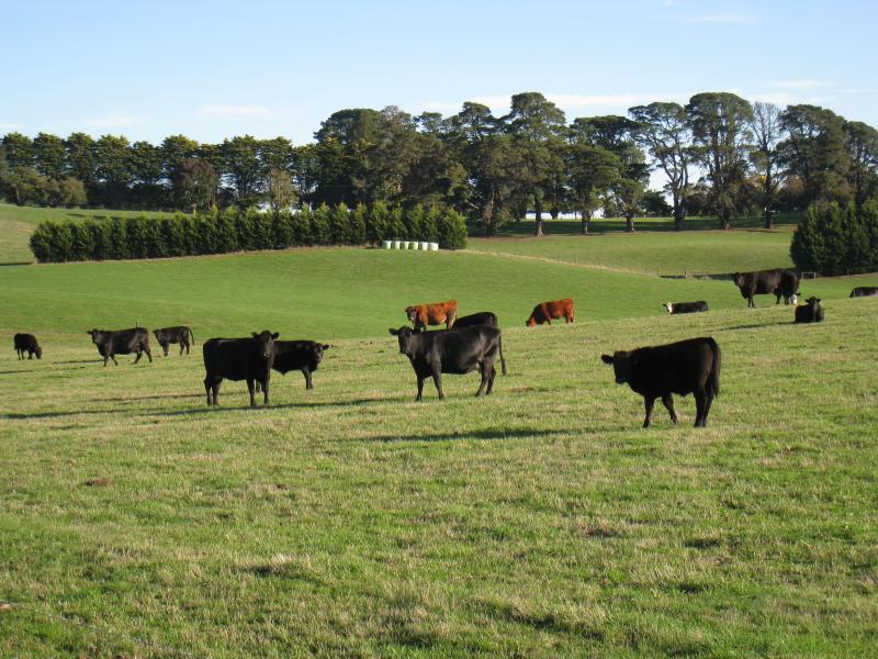 Neerim South - Town of Neerim Junction: Cows grazing, west side of Main Neerim Rd, north of Neerim North Rd