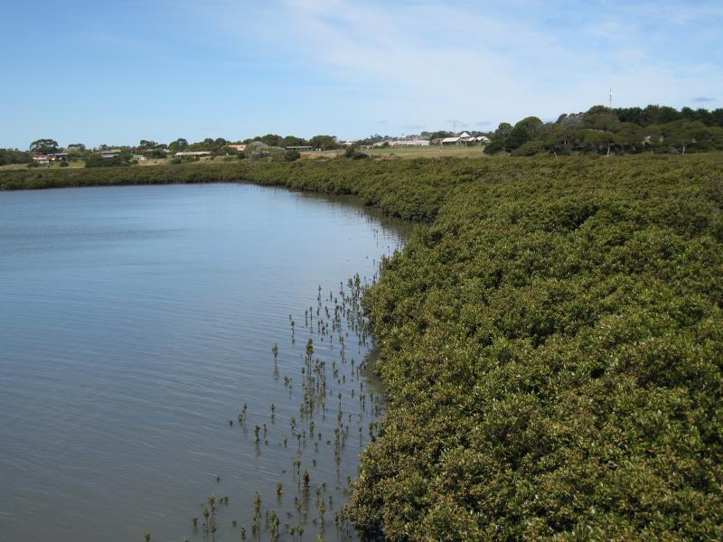 Newhaven - Churchill Island - View east along mangroves and coast from bridge