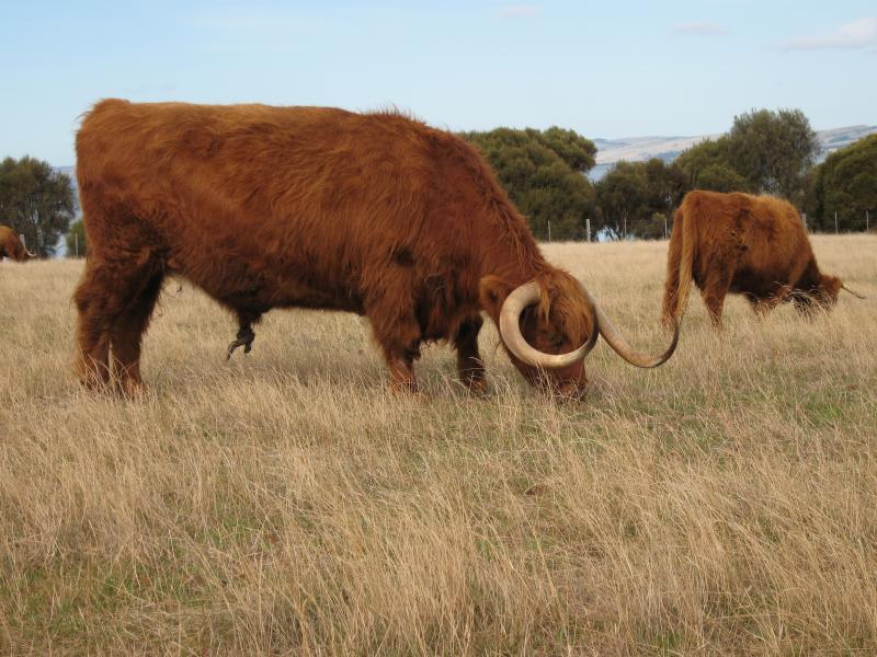 Newhaven - Churchill Island: West Highland cattle grazing beside Samuel Amess Dr on island