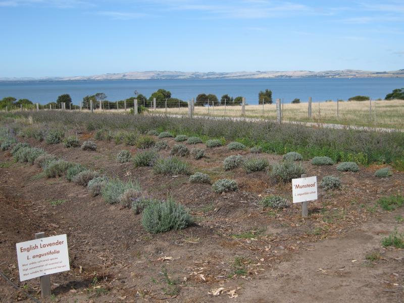 Newhaven - Churchill Island: Lavender fields near visitor centre