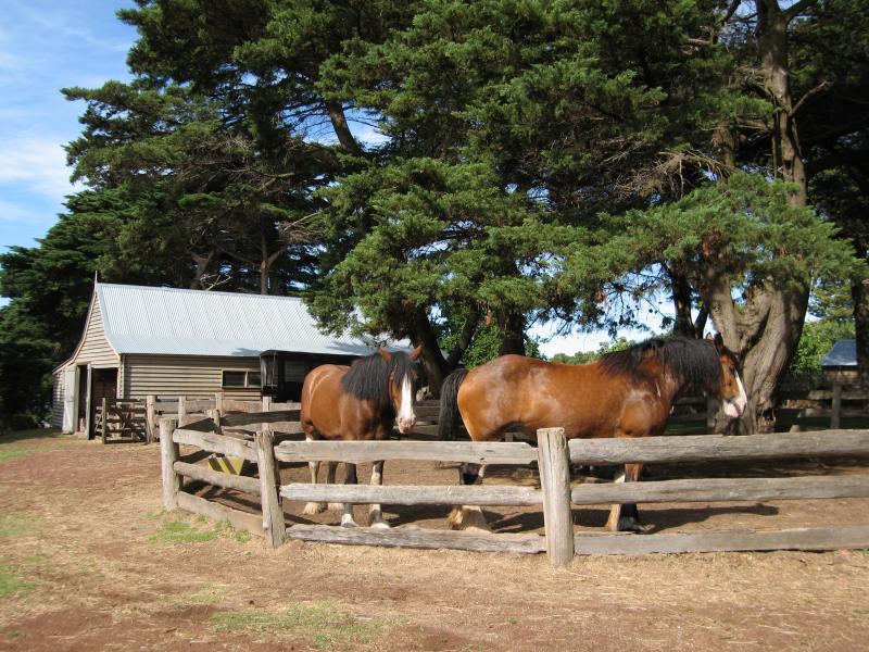Newhaven - Churchill Island: Clydesdale horses at the stable