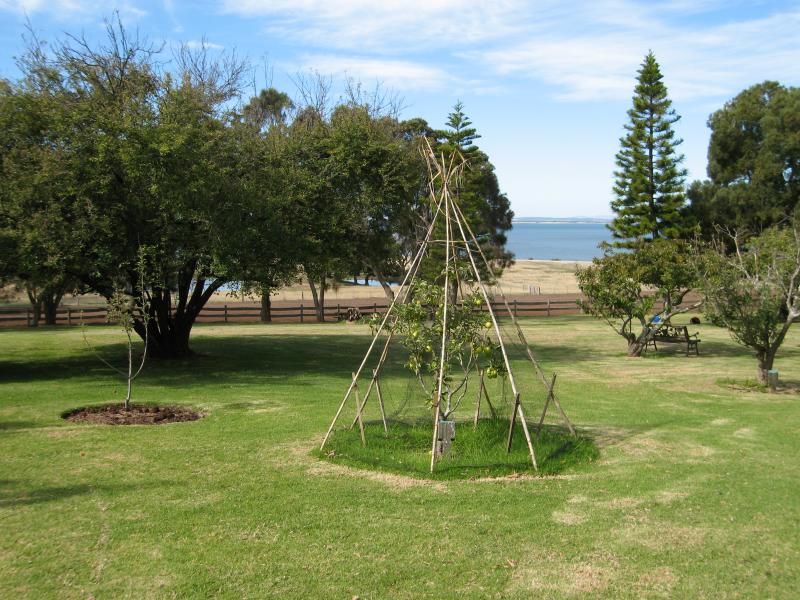 Newhaven - Churchill Island: Orchard