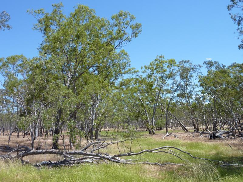 Nhill - Nhill Swamp Boardwalk between Jaypex Park and Lake Nhill: View through swamp near bird hide