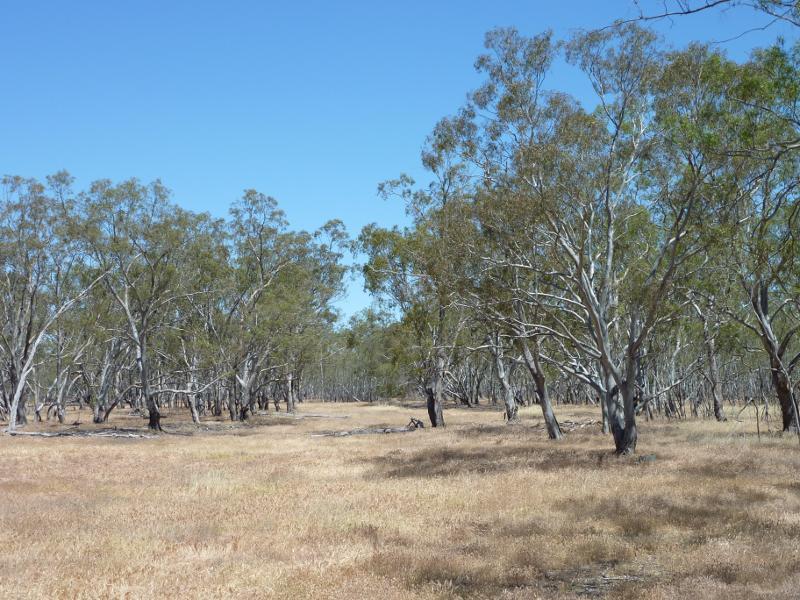 Nhill - Nhill Swamp Boardwalk between Jaypex Park and Lake Nhill: View from bird hide
