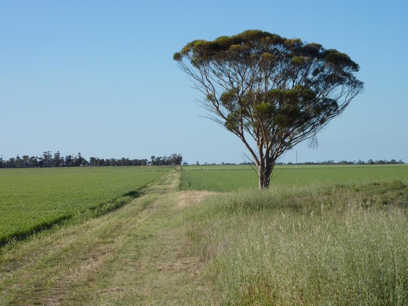 Nhill - Western Highway, south-west of Nhill: Northerly view, Western Hwy west of Kinimakatka Rd