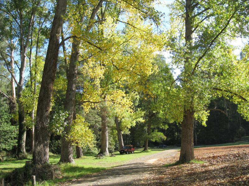 Noojee - Parkland along La Trobe River, McCarthy Spur Road: View west through park along river, west of suspension bridge