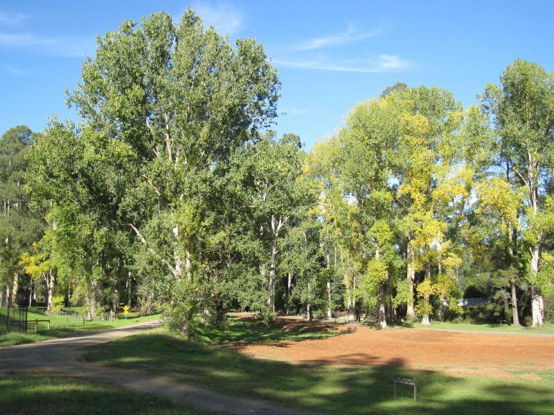 Noojee - Parkland along La Trobe River, McCarthy Spur Road - Park at junction of McCarthy Spur Rd and Boys Camp Rd