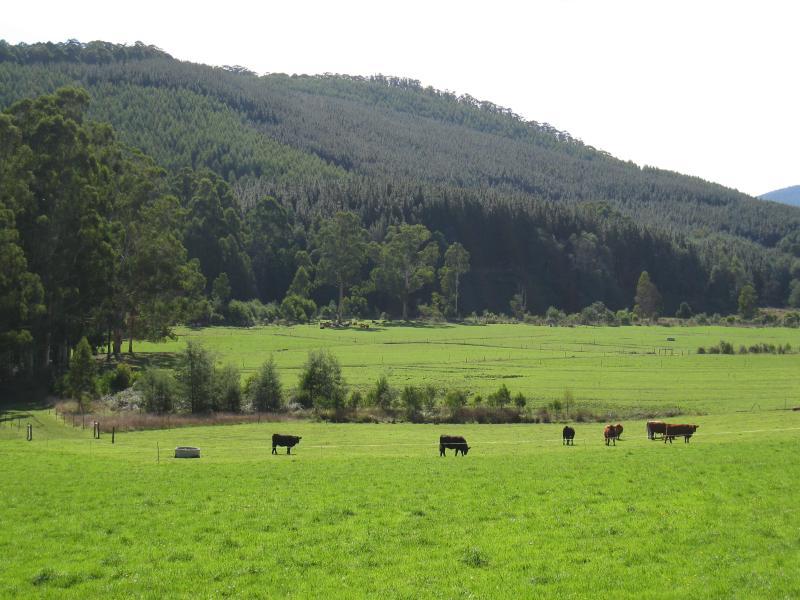 Noojee - Loch Valley Road: North-west view, Loch Valley Rd at Gunns Rd
