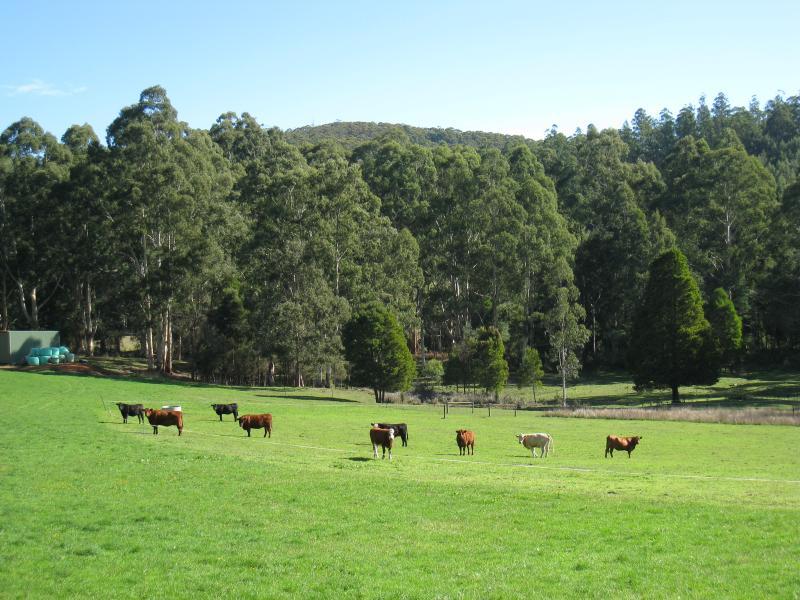 Noojee - Loch Valley Road: South-west view, Loch valley Rd at Gunns Rd