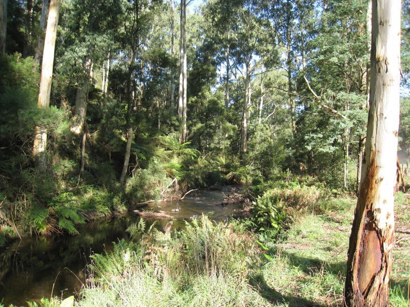 Noojee - Toorongo Falls Road - Toorongo River on east side of road
