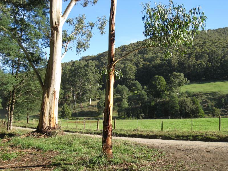 Noojee - Toorongo Falls Road: View west across road towards mountains