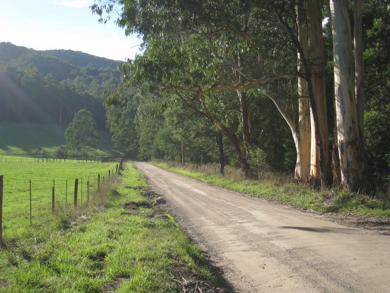 Noojee - Toorongo Falls Road: View north along Toorongo Falls Rd