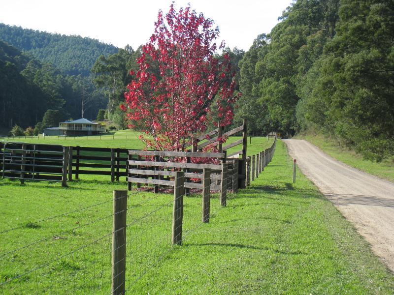Noojee - Toorongo Falls Road: View north along Toorongo Falls Rd