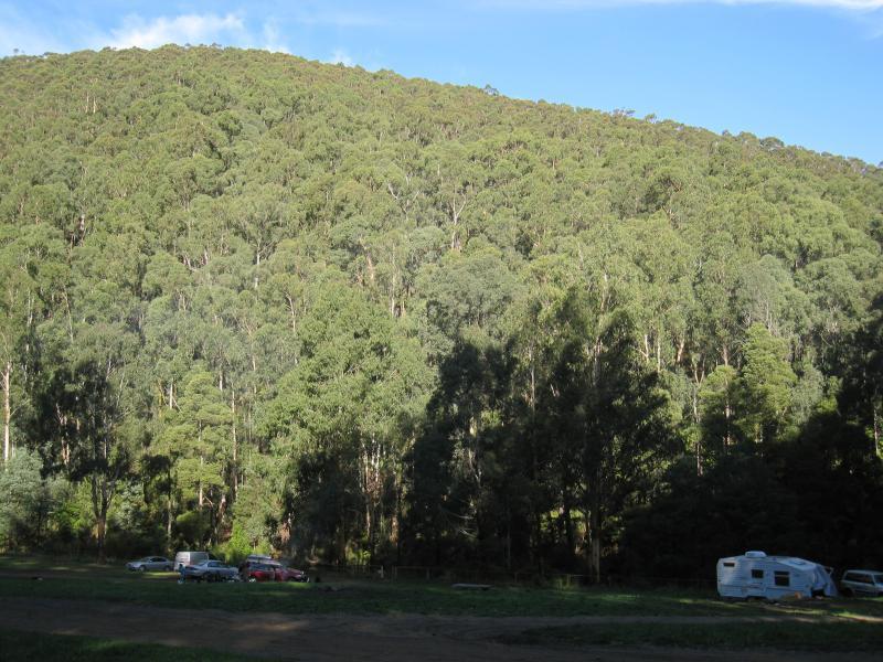 Noojee - Toorongo Falls Road: Camping area towards northern end of Toorongo Falls Rd