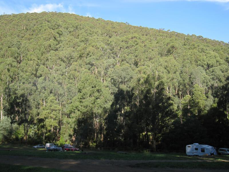 Noojee - Toorongo Falls Road - Camping area towards northern end of Toorongo Falls Rd