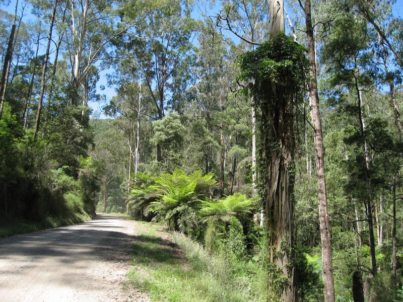 Noojee - Toorongo Falls Road: Toorongo Falls Rd close to northern end